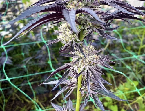 Les 10 erreurs les plus courantes que commettent toujours les débutants dans la culture du cannabis