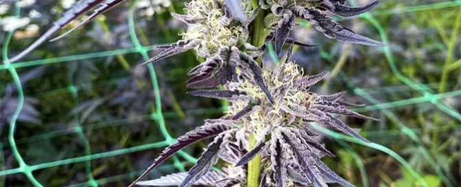 when to harvest cannabis