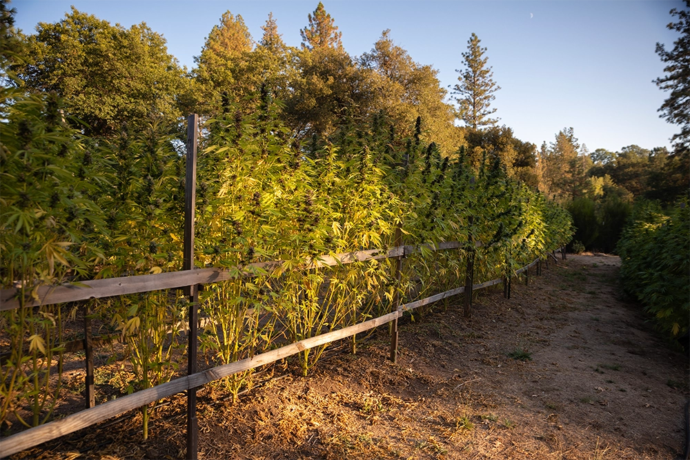 Cannabis Nutrients