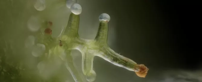 The Future of Weed