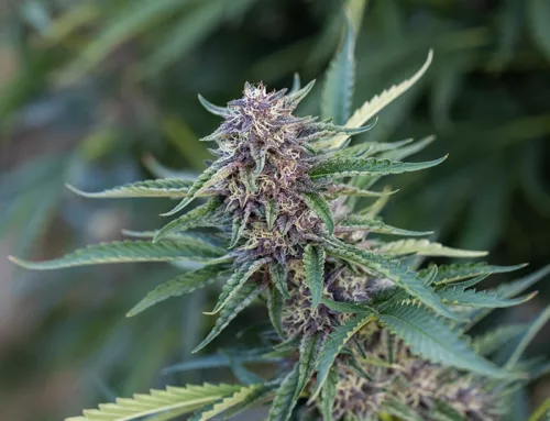 Cannabis Flowering