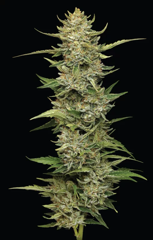 California Sour Diesel Before Pic