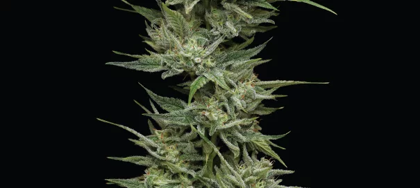 Hella Jelly Cannabis Strain