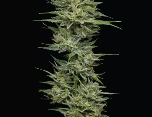 Winnaars van de American Autoflower Cup — Hii Magazine