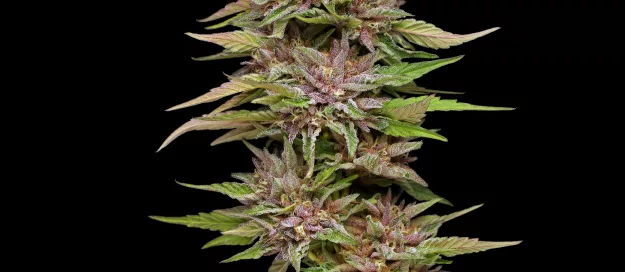 Pineapple Muffin Cannabis Strain