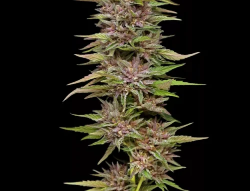 15 Excellent Cannabis Hybrids for Home Growers