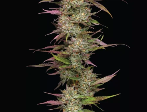 Las 12 mejores variedades para cultivadores de interior