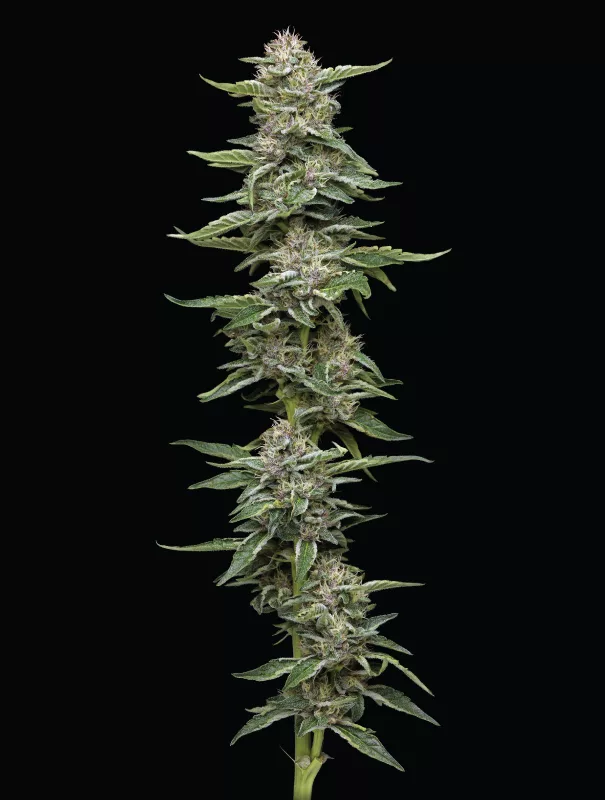 Garlic Budder cannabis Strain