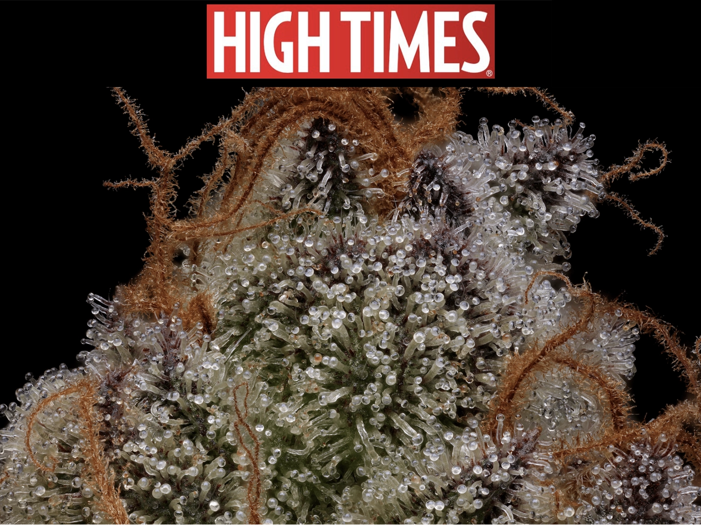 Granny Candy High Times Article