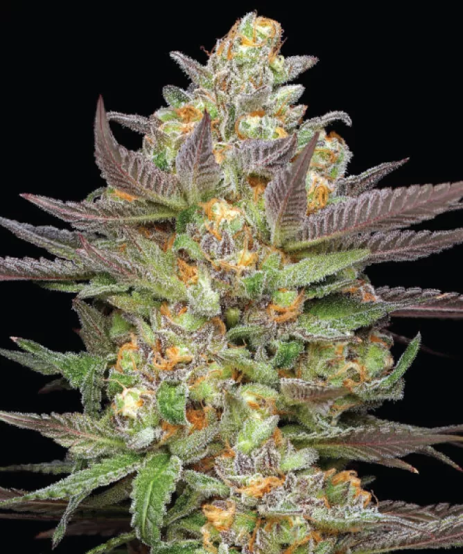 Mint Jelly Autoflower cannabis strain