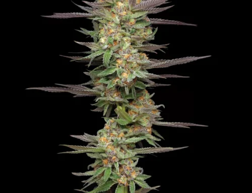 Maximizing Your Indoor Garden: 9 Best Compact Strains for Indoor Growers