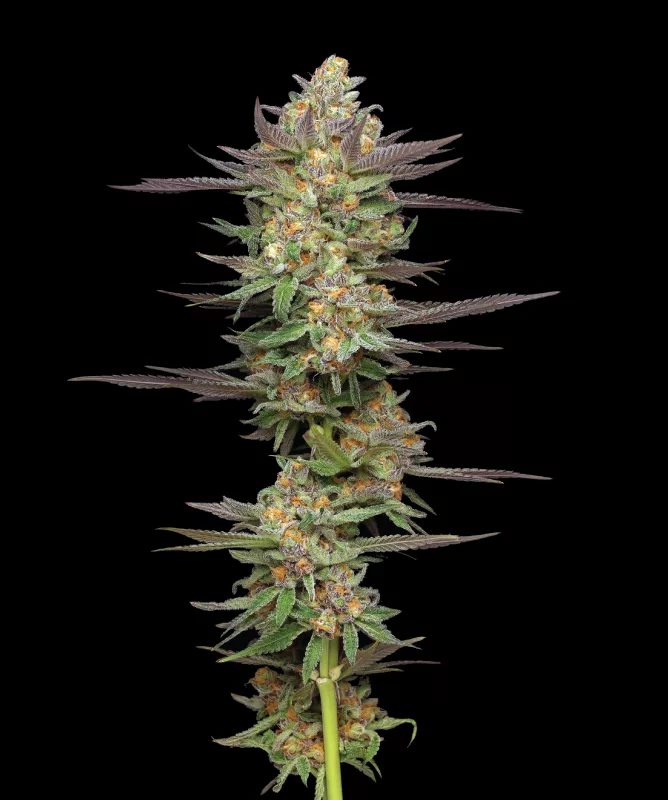Mint Jelly Autoflower cannabis strain