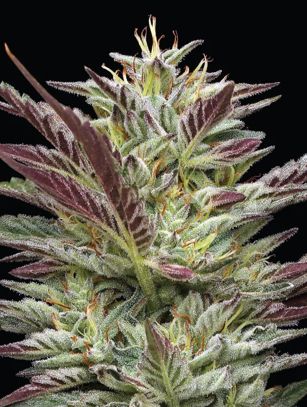 Notorious THC cannabis strain
