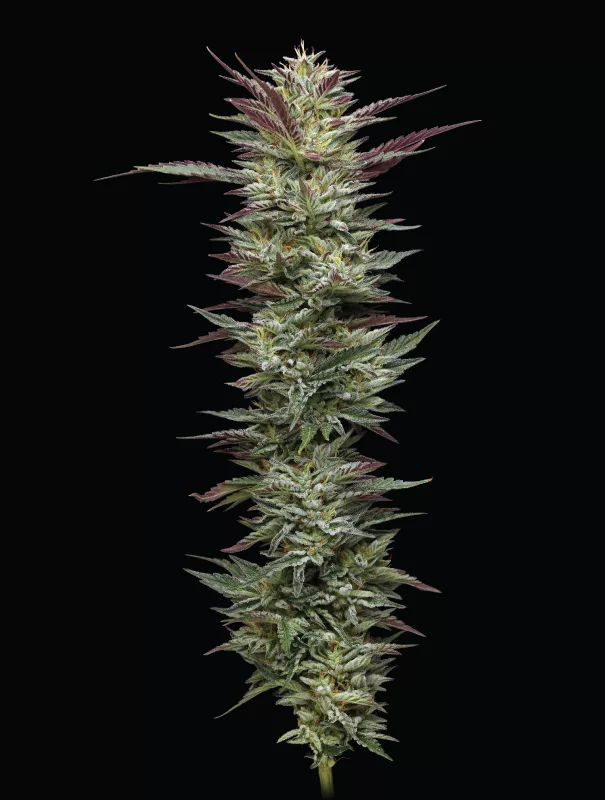Notorious THC cannabis strain