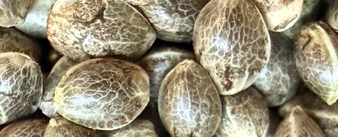 bulk cannabis seeds captured by iPhone