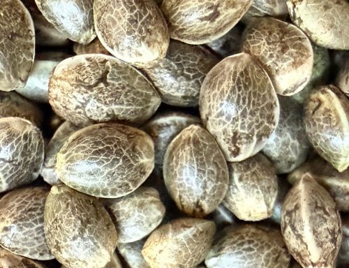 How to Store Cannabis Seeds, Flower, and Concentrates
