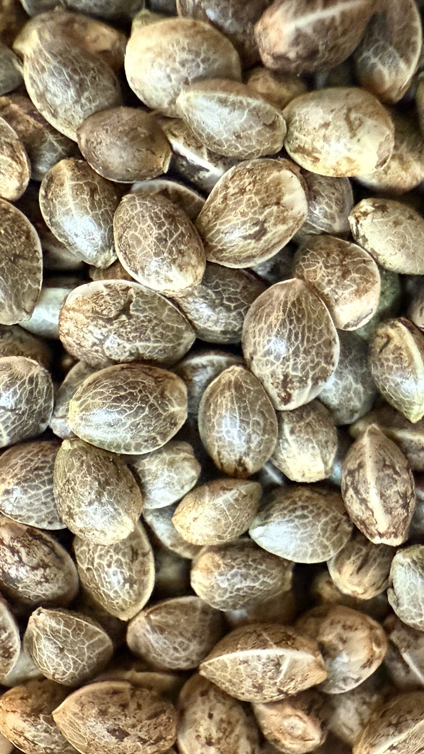bulk cannabis seeds captured by iPhone