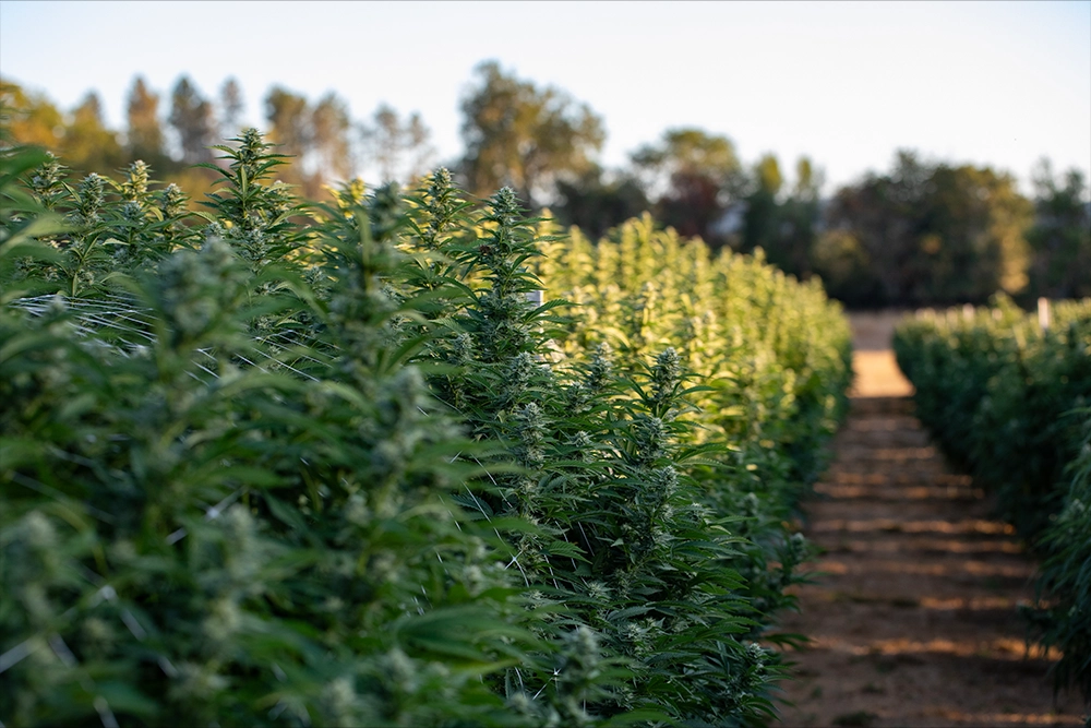 Growing Marijuana Outdoors