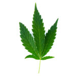 Hybrid marijuana leaf with thicker broad leaves, five total sections, and a stem on a white background