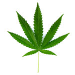 Indica dominant marijuana leaf with seven points and stem attached captured by a professional photographer