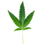 Pure indica cannabis leaf with 5 points and stem attached in high definition for a visual reference