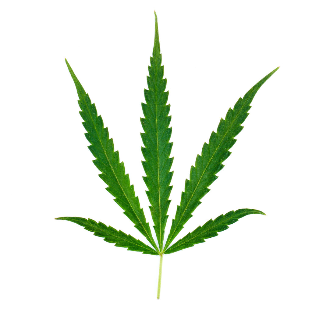 Sativa pot leaf with five points and stem attached shot in a studio with a professional camera