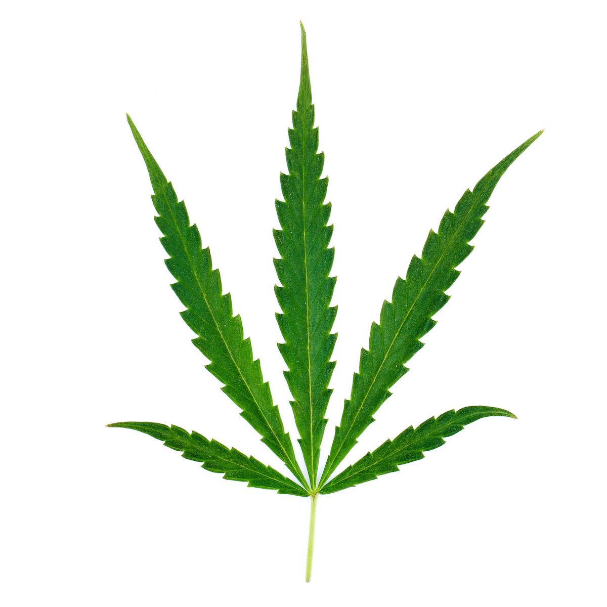 Sativa pot leaf with five points and stem attached