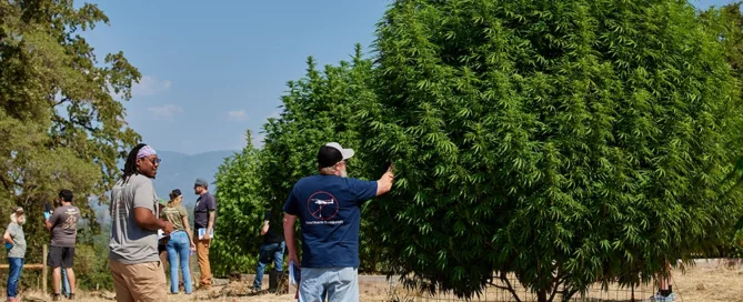 Indoor vs. Outdoor Weed
