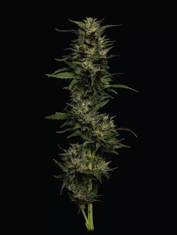 Pistachio Cannabis Strain