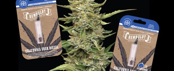 Sour Diesel Strain