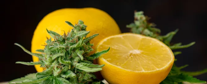 Terpenes in Cannabis