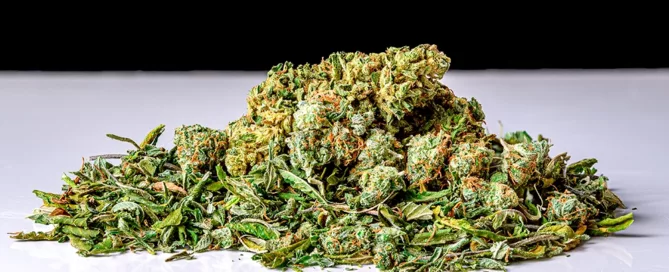 cannabis flower plant material pre rolled joints cannabis product shake is an excellent shake refers leaves stems bang for your buck cannabis plants buying shake rolling a joint cannabis consumers cannabis buds high quality cannabis homemade cannabis purchasing cannabis shake typically purchasing shake cannabis infused local dispensary