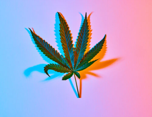 How to Identify and Use Cannabis Leaves