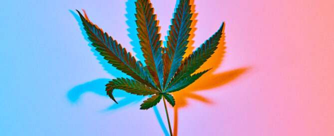 Sativa-leaning fan leaf on a trippy colored background with blue fading to pink and orange