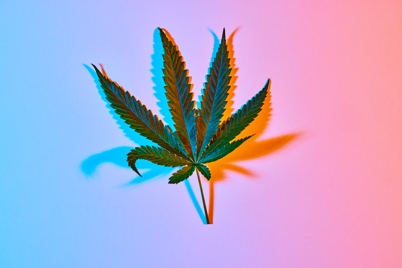 Sativa-leaning fan leaf on a trippy colored background with blue fading to pink and orange