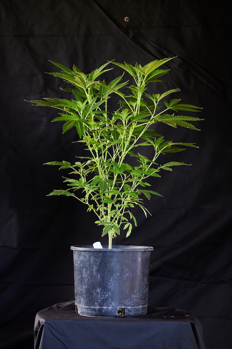 Cannabis plant before pruning with many bushy fan leaves