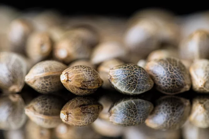 close up shot of cannabis seeds showing spotting and turtle-shell-like patterns