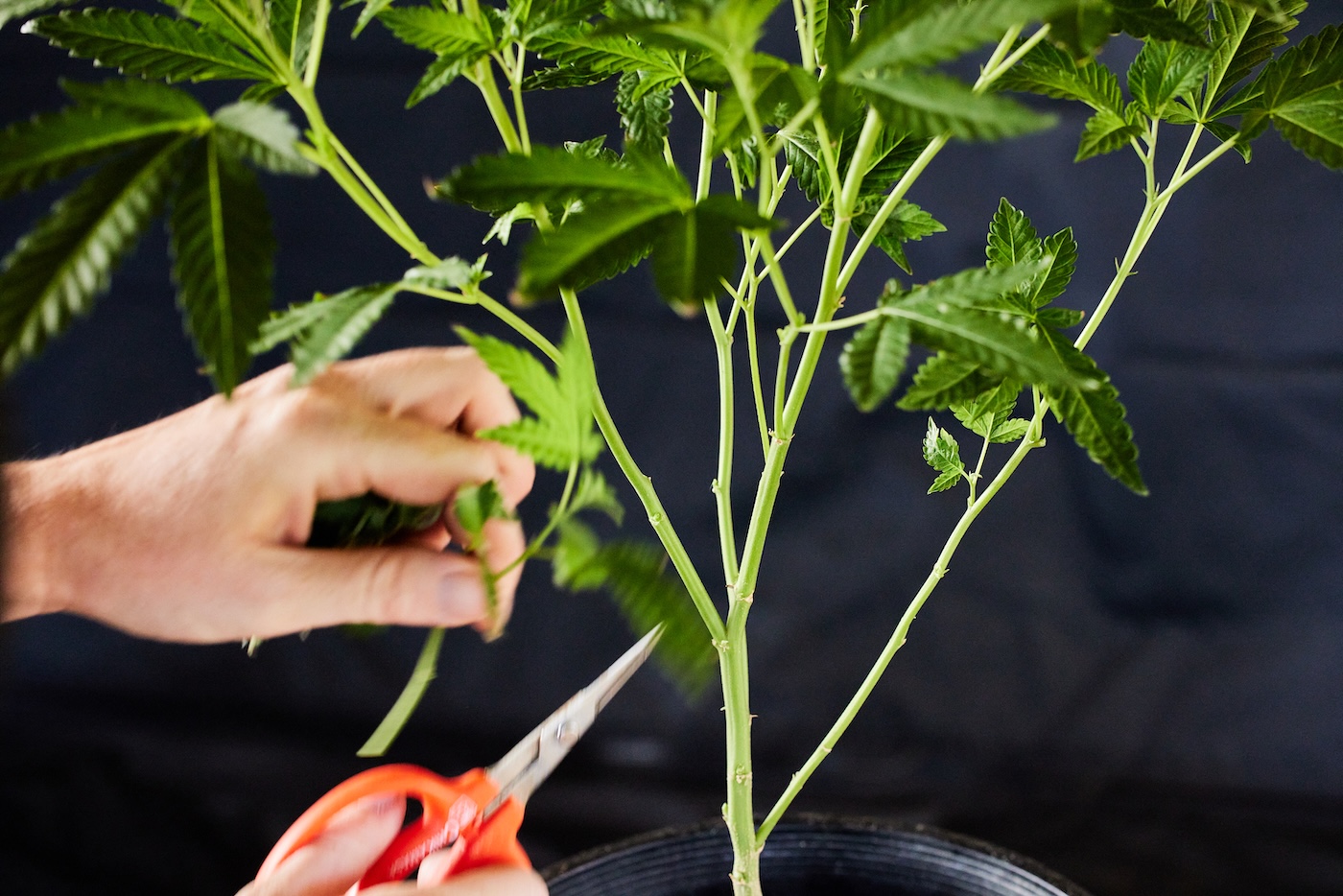 man cutting cannabis plant for pruning with orange pruning sheers 