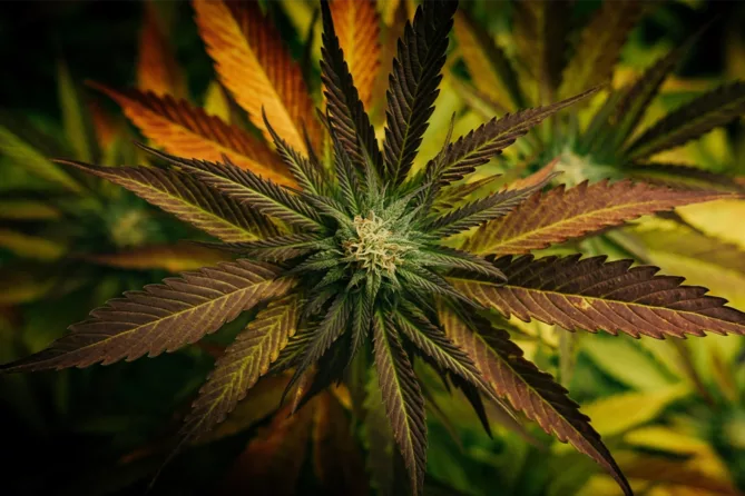 top down view of cannabis plants with large fan leaves and growing bud at the center