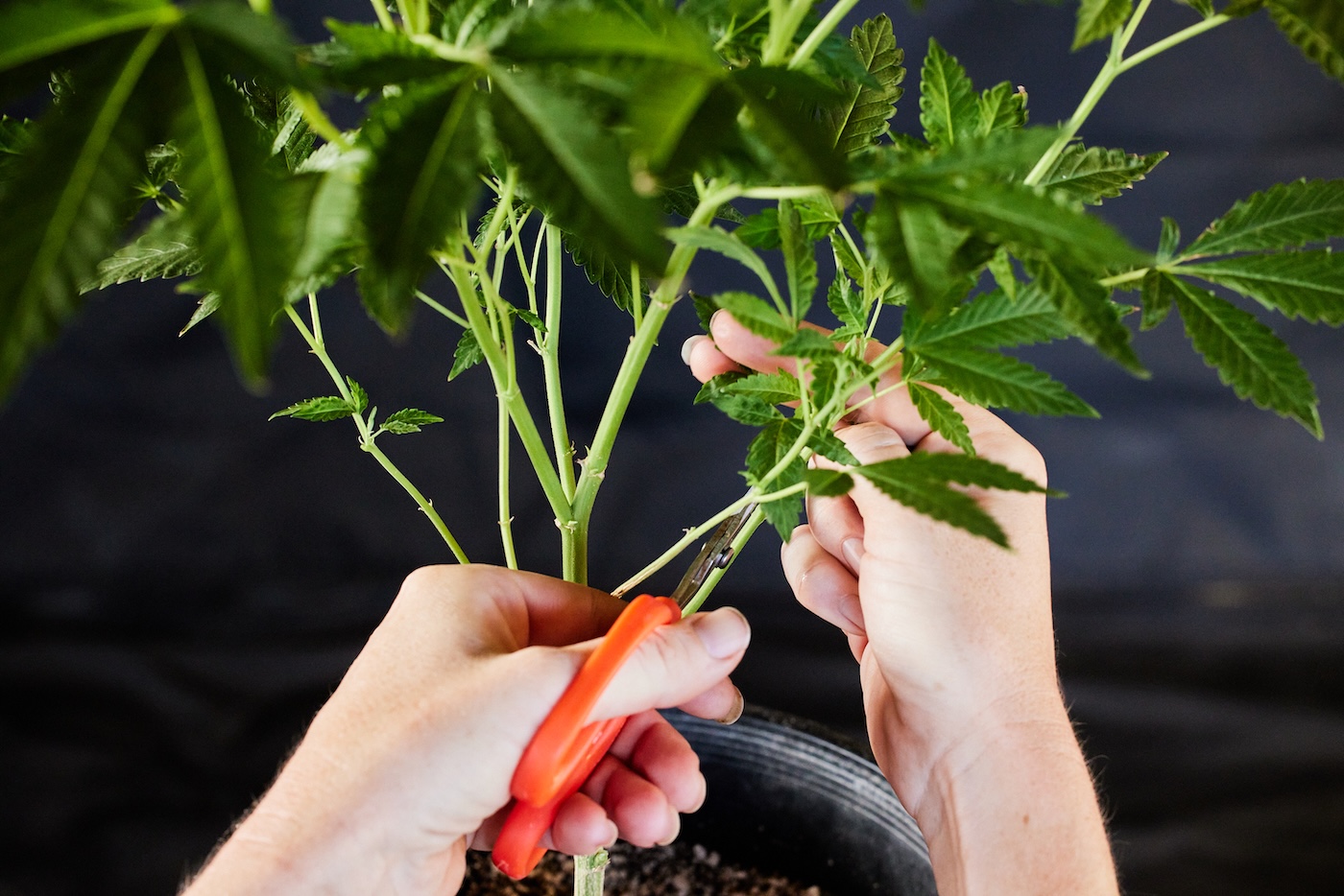 Removing fan leaves with scissors on a marijuana plant 