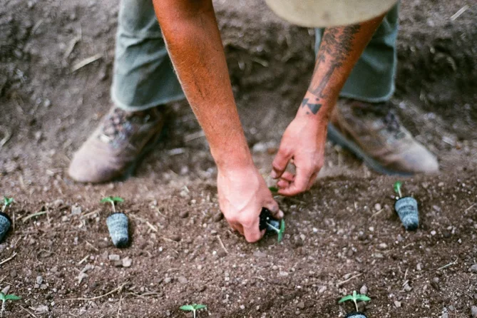 Low-Stress Training Weed Tips