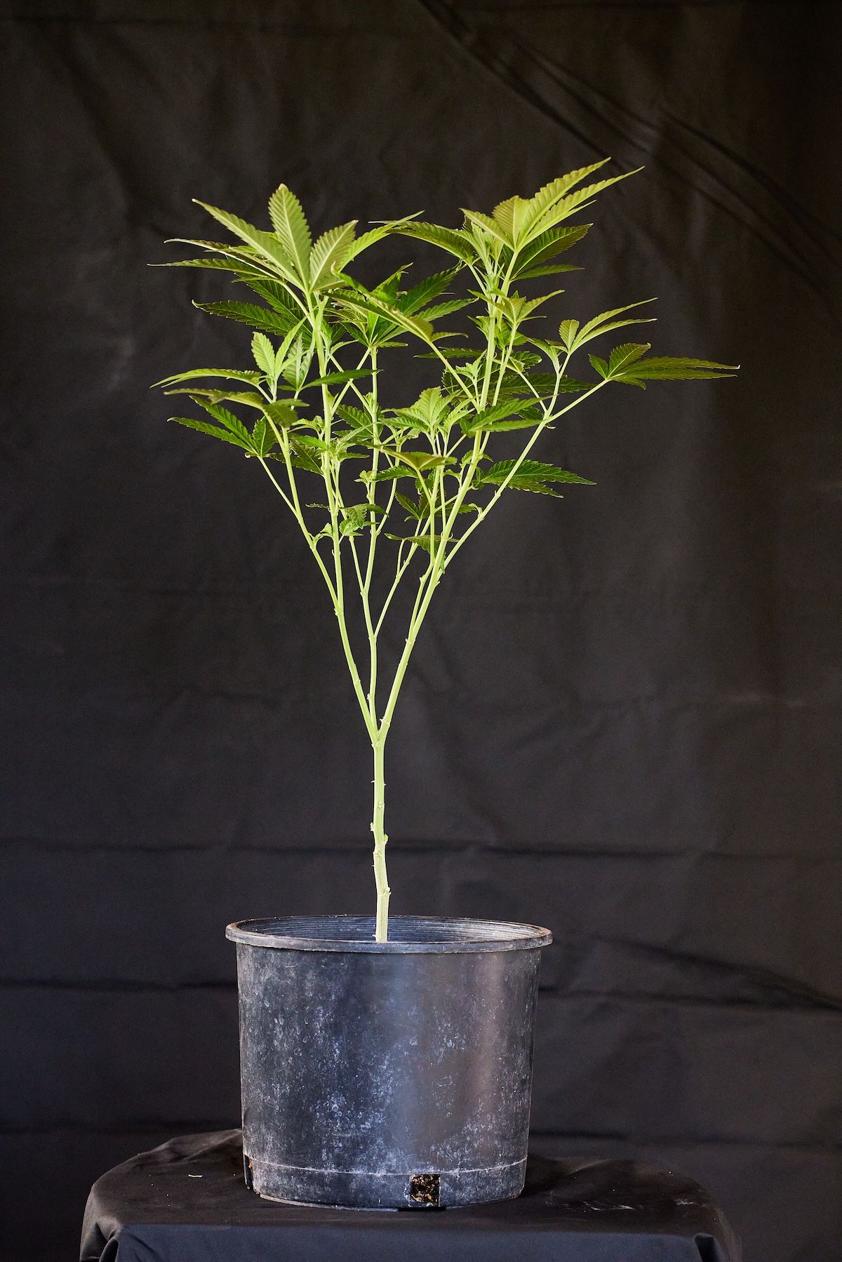 cannabis plant after pruning sitting in black plastic container shot on a black backdrop in studio