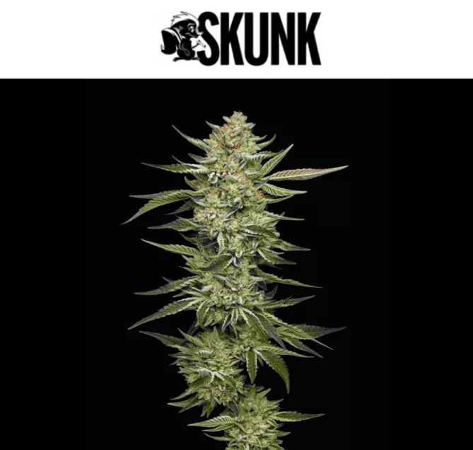 Skunk Magazine logo over live cannabis plant shot on black backdrop - Skunk Magazine