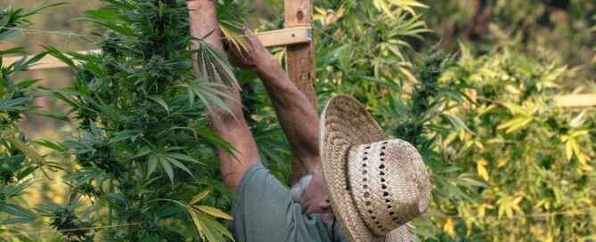 man reaching to top of big weed plant bigger than a man