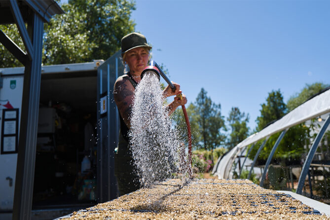 woman holding hose to water cannabis seedlings in a tray next to large greenhouse grow