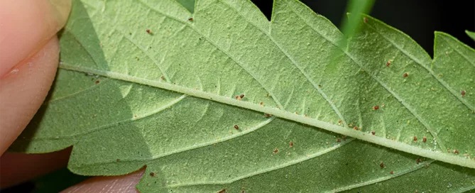 bugs or pests hiding on the underside of cannabis fan leaves
