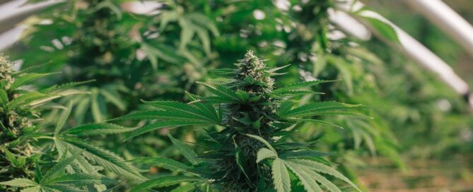 healthy cannabis plant flowers large plant yield at foodoo farms