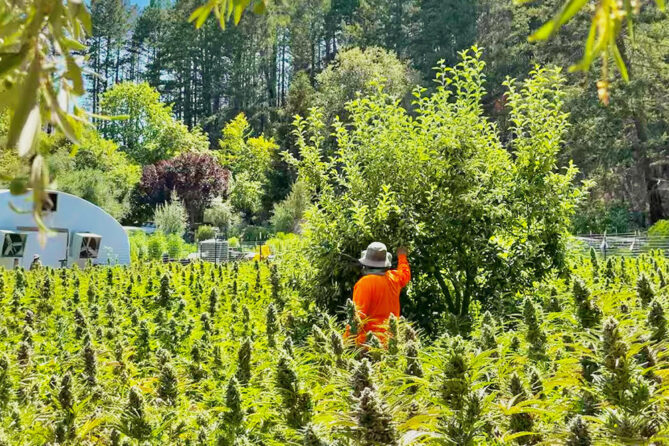 man in orange shirt and hat tending to large tree in cannabis garden with dozens of large buds or colas