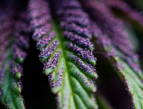 10 Purple Weed Strains