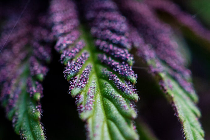 cannabis leaf with purple weed